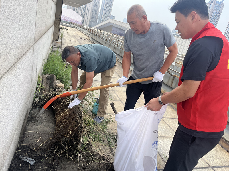 烟台分公司党支部开展“清除楼顶杂草、消除安全隐患”主题活动